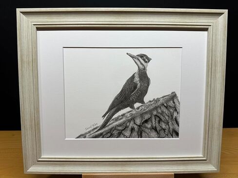 Woodpecker Bird Graphite Art Art Sketch رسم طباعة صورة محدودة بعنوان "Woodpecker" بقلم David Allen (11x14 Frame & Print) in Kuwait