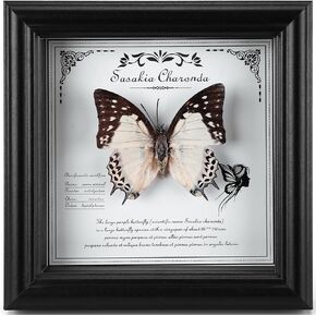 Real Framed Butterfly Taxidermy - Handmade Butterfly Shadow Box Display with Genuine Specimens - Elegant Wall Art & Collector's Piece (A-Green-Banded Queen Butterfly) in Saudi Arabia