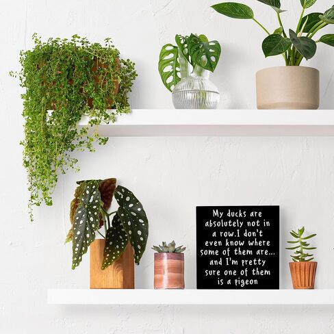 Funny Office Wood Box Sign, My Ducks Are Absolutely Not In A Row Sign, Funny Office Decor, Funny Desk Accessories For Work, 5x5 Inches in Kuwait