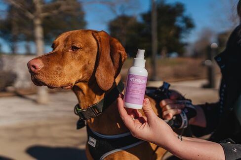 Dog Perfume Spray, Long-Lasting Dog Body Spray with Sweet Pea and Vanilla Infusion, Refreshing Mist, 8 fl oz in Saudi Arabia