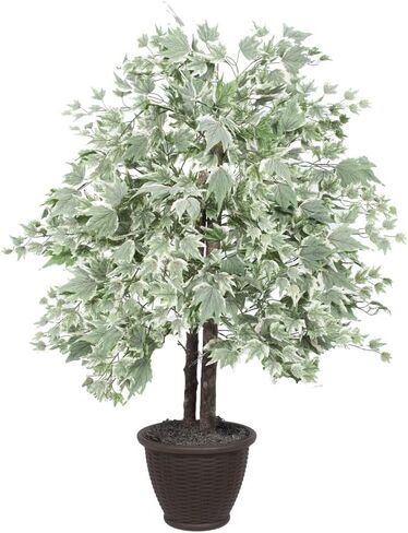 4 ft. Silver Maple Bush in Plastic Container Decorative Plant Dark Green in Saudi Arabia