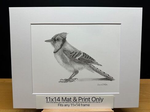 Bluejay Blue Jay Bird Graphite Art Art Sketch رسم طباعة صورة محدودة بعنوان "Blue Jay" بقلم David Allen (11x14 Mat & Print Only) in Saudi Arabia
