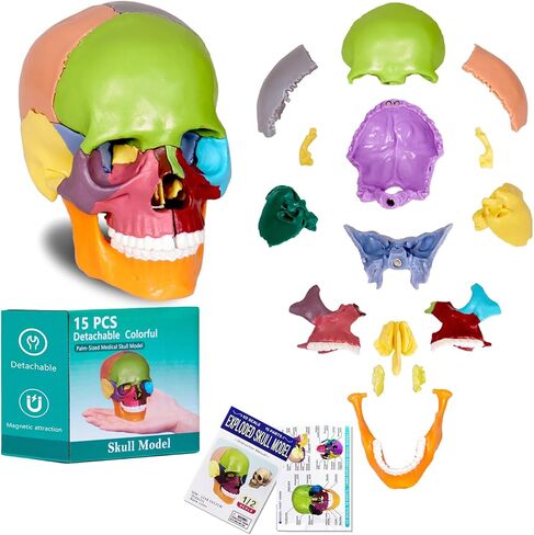 Anatomy Skull Model of Medical: 3-Parts Removable Anatomy Skull Model - Mini Human Skull Anatomical Model for Medical Research. in Kuwait