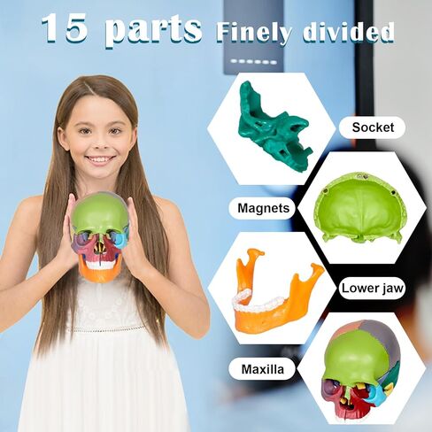 Anatomy Skull Model of Medical: 3-Parts Removable Anatomy Skull Model - Mini Human Skull Anatomical Model for Medical Research. in Kuwait