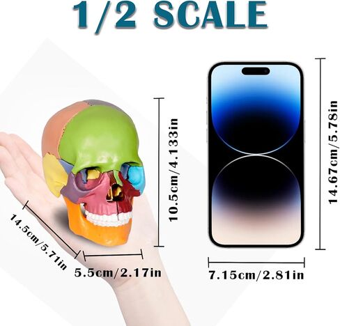 Anatomy Skull Model of Medical: 3-Parts Removable Anatomy Skull Model - Mini Human Skull Anatomical Model for Medical Research. in Kuwait