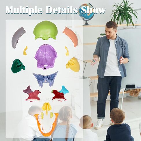 Anatomy Skull Model of Medical: 3-Parts Removable Anatomy Skull Model - Mini Human Skull Anatomical Model for Medical Research. in Kuwait
