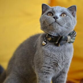 M-YOUNG Cat Collar Breakaway with Bell and Bow Tie, Plaid Design Adjustable Safety Kitty Kitten Collars(6.8''-10.8'') (Avocado) in Saudi Arabia