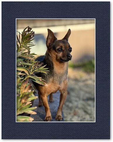 11x14 Matting for 8.5x11 Photograph or Document 4-Ply Bevel Cut Acid Free Matboard for Picture framing (Navy Blue) in Saudi Arabia
