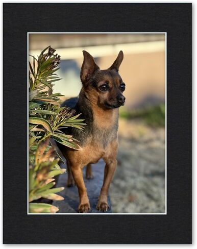 11x14 Matting for 8.5x11 Photograph or Document 4-Ply Bevel Cut Acid Free Matboard for Picture framing (Navy Blue) in Saudi Arabia