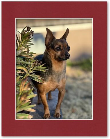 11x14 Matting for 8.5x11 Photograph or Document 4-Ply Bevel Cut Acid Free Matboard for Picture framing (Navy Blue) in Saudi Arabia