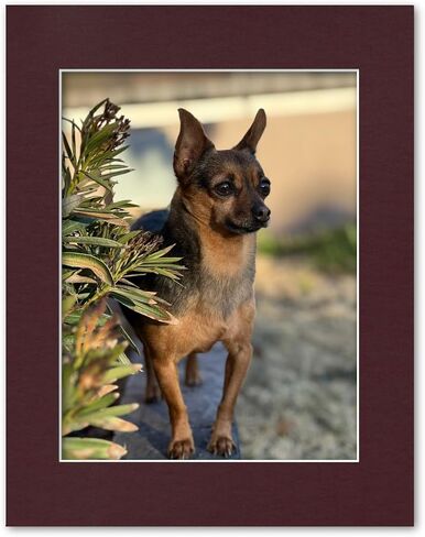 11x14 Matting for 8.5x11 Photograph or Document 4-Ply Bevel Cut Acid Free Matboard for Picture framing (Navy Blue) in Saudi Arabia