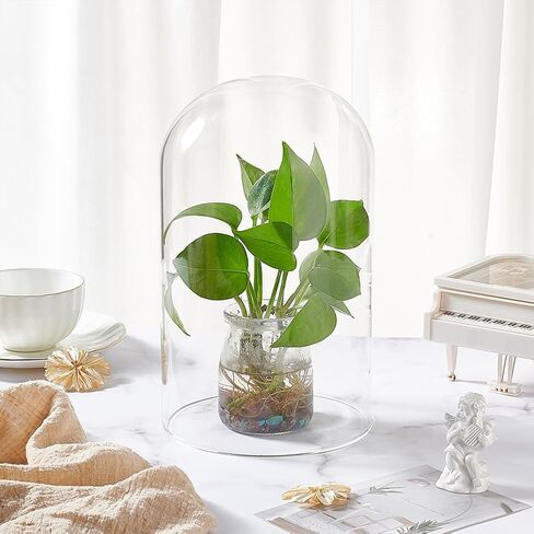 BENECREAT 6x6inch Clear Glass Cover, Cloche Dome Glass Dome Cover, Decorative Display Cover for Plants, Fairy Lights or Table Decor in Kuwait