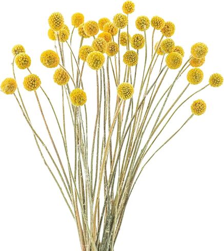 Uieke 120 قطعة من الزهور المجففة Craspedia Billy Balls الزهور المجففة Billy Buttons باقة الزهور لترتيبات الزهور الزفاف المنزل طويل القامة ديكور أصفر in Saudi Arabia