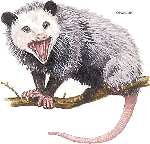 تصحيح بقع حيوانات Cafepress Opossum Possum ، تصحيح نبيذ جديد 4x2in in Saudi Arabia