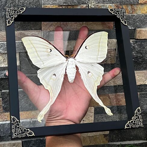 Real Framed Luna Moth Actias Glass Handmade Shadow Box Dried Bug Unique Entomology Specimen Oddities Taxidermy Tabletop Wall Hanging Decoration Home Room Artwork Living Reading Gallery K22-33-KINH in Saudi Arabia