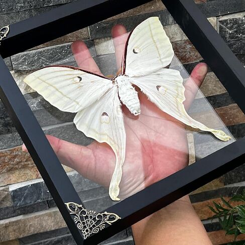 Real Framed Luna Moth Actias Glass Handmade Shadow Box Dried Bug Unique Entomology Specimen Oddities Taxidermy Tabletop Wall Hanging Decoration Home Room Artwork Living Reading Gallery K22-33-KINH in Saudi Arabia