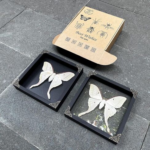Real Framed Luna Moth Actias Glass Handmade Shadow Box Dried Bug Unique Entomology Specimen Oddities Taxidermy Tabletop Wall Hanging Decoration Home Room Artwork Living Reading Gallery K22-33-KINH in Saudi Arabia