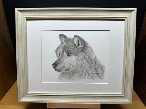 Gray Wolf Nature Wildlife Graphite Pencil Art Sketch Drawing Print Picture Limited Edition ~ Titled 'Grey Ghost' by David Allen (11x14 Mat & Print Only) in Saudi Arabia