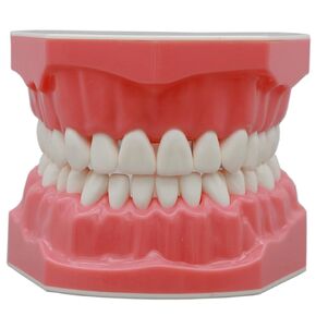 Dental Typodont Teeth Model 1:1 Brushing Flossing Practice Adult Normal Standard Demo Demonstration for Teach Children Study