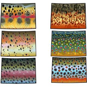 Colorado 6" Trout Fly Fishing Bumper Sticker Decal Set Waterproof Vinyl Great Gift for Angler Fits Jeep Truck Boat Car Brook Trout Brown Trout Rainbow Trout Cutthroat Trout Golden Trout
