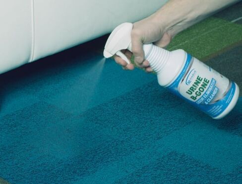 البول-ب-ذهب | مزيل رائحة إنزيم البول الاحترافي | القضاء تماما على البقع والروائح | تحتوي كل زجاجة على أكثر من 50 مليار إنزيم | تركيبة مركزة | فعال على الغسيل (عبوة من قطعتين) in Kuwait