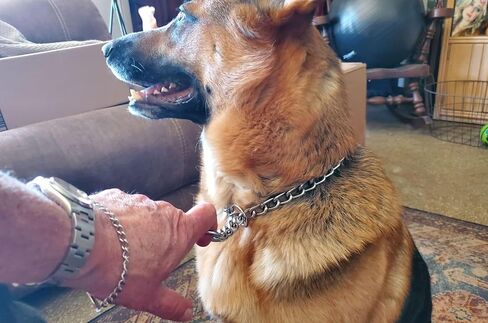 Chain Choke Collar for Dogs, Metal Slip Link Training Heavy Duty Dog Choker Collar Martingale Puppy Collars for XS Small Medium Large Big XL Breed Dogs (Silver, L(Neck Max 20inch) D3.5mm) in Saudi Arabia