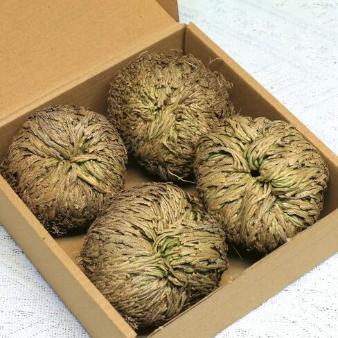 14-Pack Dried Rose of Jericho, Selaginella Resurrection Grass, Dried Fern Scale Leaf Prayer Plant, Symbol of Abundance and Prosperity, Ideal for Home Decoration and Spiritual Healing in Saudi Arabia