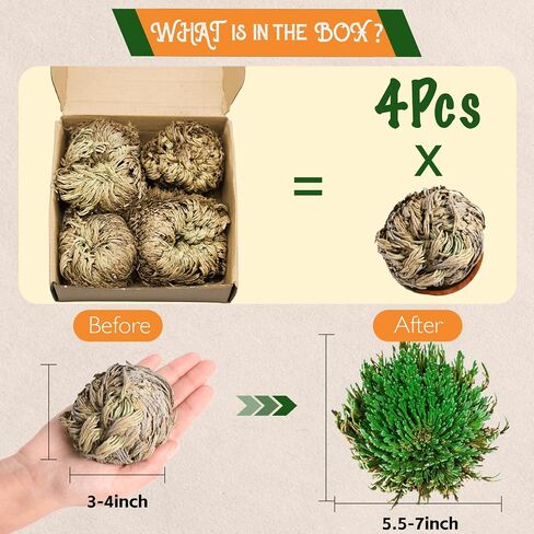 14-Pack Dried Rose of Jericho, Selaginella Resurrection Grass, Dried Fern Scale Leaf Prayer Plant, Symbol of Abundance and Prosperity, Ideal for Home Decoration and Spiritual Healing in Saudi Arabia