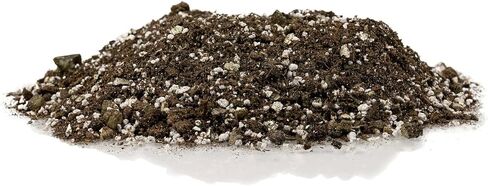Premium Natural Spanish Moss | Natural Preserved - Great Ground Cover - Filler for Potted Plants - 4 Quart Bag in Saudi Arabia
