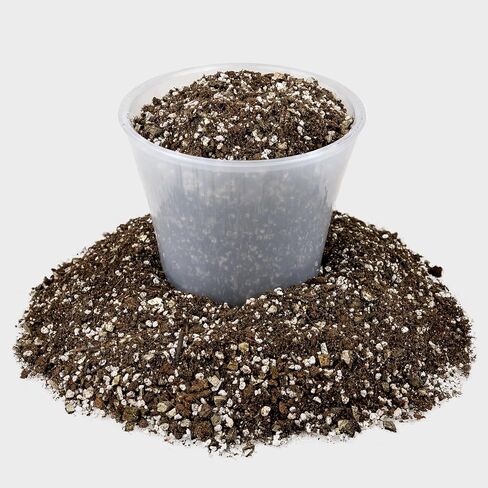 Premium Natural Spanish Moss | Natural Preserved - Great Ground Cover - Filler for Potted Plants - 4 Quart Bag in Saudi Arabia