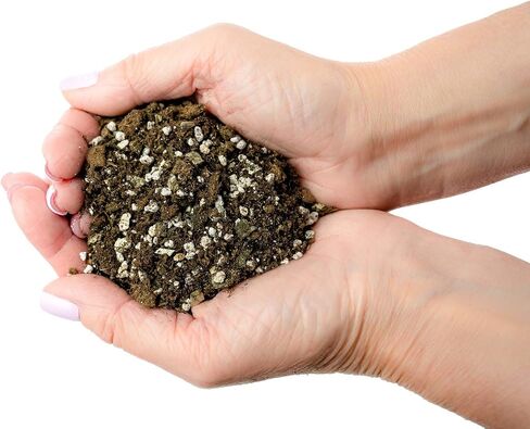 Premium Natural Spanish Moss | Natural Preserved - Great Ground Cover - Filler for Potted Plants - 4 Quart Bag in Saudi Arabia