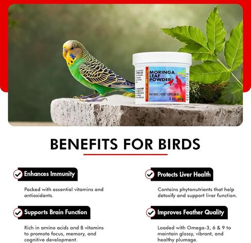 Morning Bird Moringa Leaf Powder for Birds, 6 oz in Saudi Arabia