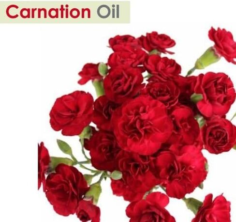 Ridge Gourd (Lufa Acutangula) Carrier Oil 100% Pure & Natural - Undiluted Uncut Cold Pressed Oil - Therapeutic Grade (0.050 floz with dr) in Kuwait