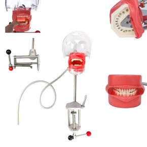 Head Model Dental Simulator Manikin Phantom with Bench Mount for Dentist Teaching 360-degree Adjustment