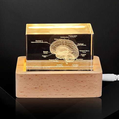 eLabPal 3D Human Tooth Model, Crystal Glass, Dentists Gifts, Wood Base with Yellow Light, Great Gift for Home and Office Decoration (2x2x3.15 inch) in Saudi Arabia