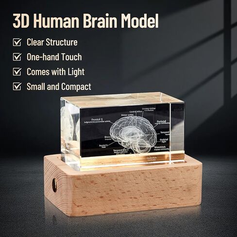 eLabPal 3D Human Tooth Model, Crystal Glass, Dentists Gifts, Wood Base with Yellow Light, Great Gift for Home and Office Decoration (2x2x3.15 inch) in Saudi Arabia
