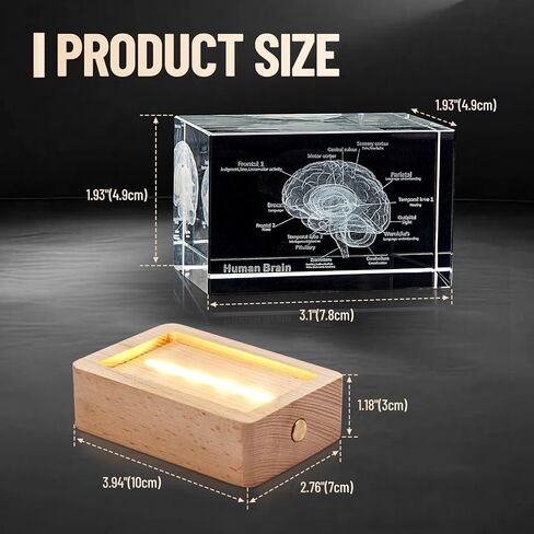 eLabPal 3D Human Tooth Model, Crystal Glass, Dentists Gifts, Wood Base with Yellow Light, Great Gift for Home and Office Decoration (2x2x3.15 inch) in Saudi Arabia