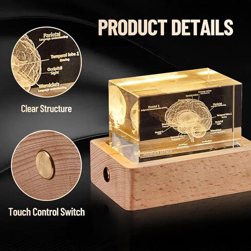 eLabPal 3D Human Tooth Model, Crystal Glass, Dentists Gifts, Wood Base with Yellow Light, Great Gift for Home and Office Decoration (2x2x3.15 inch) in Saudi Arabia