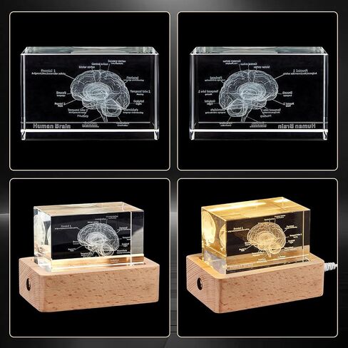 eLabPal 3D Human Tooth Model, Crystal Glass, Dentists Gifts, Wood Base with Yellow Light, Great Gift for Home and Office Decoration (2x2x3.15 inch) in Saudi Arabia