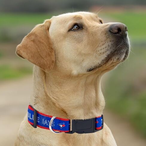 طوق MLB PET للكلاب هيوستن أستروس، صغير. طوق فريق البيسبول للكلاب والقطط. طوق للكلاب والقطط لامع وملون مرخص من MLB in Kuwait