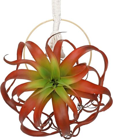 Artificial Air Plants 11 Inch Faux Flocking Tillandsia Real Touch Lifelike Fake Succulents Fall Plants for Home Garden Office Indoor Outdoor Decor in Kuwait