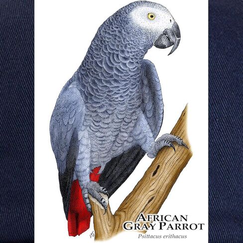 CafePress African Gray Parrot Cap Capable Capeball Cap in Saudi Arabia
