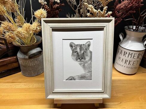 Mountain Lion Cougar Panther Nature Wildlife Graphite Pencil Art Sketch Drawing Print Picture Limited Edition ~ بعنوان "Wild Child" بقلم David Allen (8x10 إطار وطباعة) in Saudi Arabia