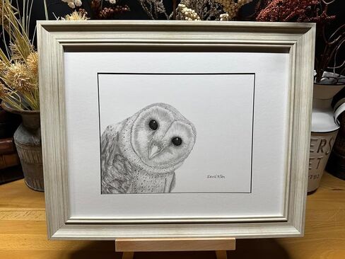 Barn Owl Bird Nature Wildlife Graphite Pencil Art Sketch Drawing Print Picture Limited Edition ~ Titled 'Shadow Play' by David Allen (8x10 White Frame & Print) in Saudi Arabia