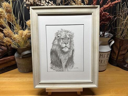 Lion Africa Nature Wildlife Graphite Pencil Art Sketch Drawing Print Picture Limited Edition ~ Titled 'Don't Call Me Kitty!' by David Allen (8x10 White Frame & Print) in Saudi Arabia