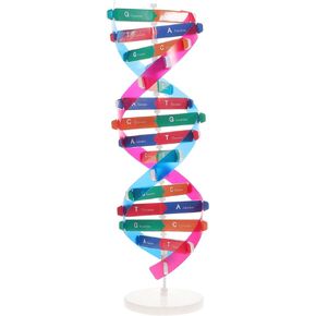 NUOBESTY Double Helix Model DNA Model Kit DNA Structure Models Human Genes Learning Kit Biological Teaching Aids