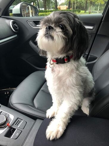 مصنوعة في الولايات المتحدة الأمريكية مصممة لـ Toyota Tacoma 2024-2025 Neoprene Auto Rendrest Center Cover Cover Protector Black in Kuwait