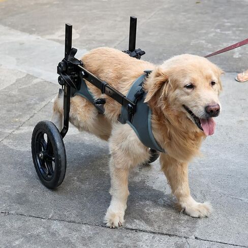 Dog Wheelchair for Back Legs with Pet Traction Rope, Medium Wheelchair for Dogs with Disabled Hind Legs Walking Adjustable Dog Carts with Heavy Duty Wheels in Saudi Arabia