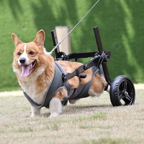 Dog Wheelchair for Back Legs with Pet Traction Rope, Medium Wheelchair for Dogs with Disabled Hind Legs Walking Adjustable Dog Carts with Heavy Duty Wheels in Kuwait