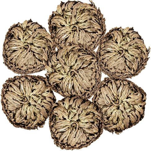 17 Pack Rose of Jericho Dried Plants - Dried Fern Like Scale Leaf Prayer Plants for Spiritual Purification, Home Decor, Vase Filler, ldeal Present for Plant Lovers in Saudi Arabia